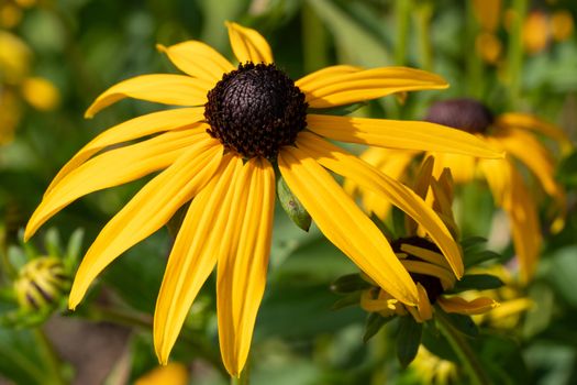 Orange Coneflower 'Goldsturm' (Rudbeckia fulgida), flowers of summer