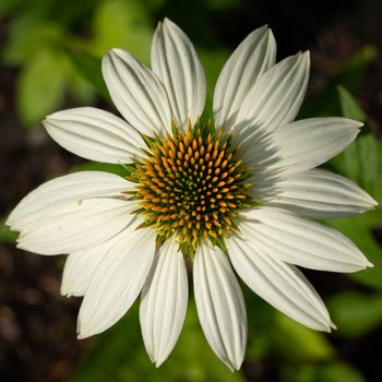 Coneflower (Echinacea purpurea), flowers of summer