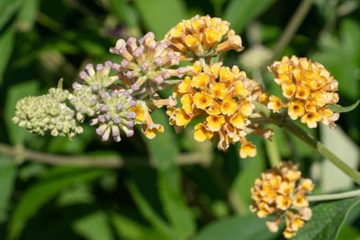 Buddleja Sungold (Buddleja weyeriana), flowers of summer