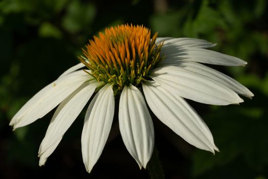 Coneflower (Echinacea purpurea), flowers of summer
