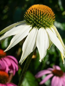 Coneflower (Echinacea purpurea), flowers of summer