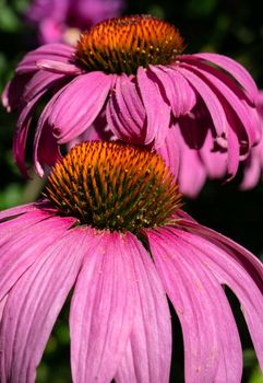 Coneflower (Echinacea purpurea), flowers of summer