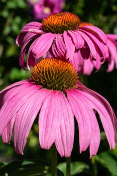 Coneflower (Echinacea purpurea), flowers of summer