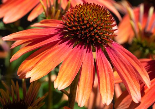 Coneflower (Echinacea purpurea), flowers of summer