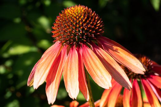 Coneflower (Echinacea purpurea), flowers of summer