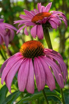 Coneflower (Echinacea purpurea), flowers of summer