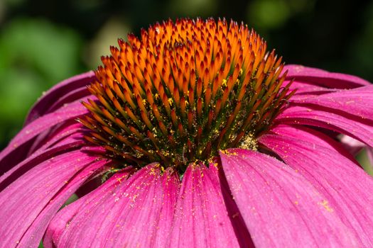 Coneflower (Echinacea purpurea), flowers of summer