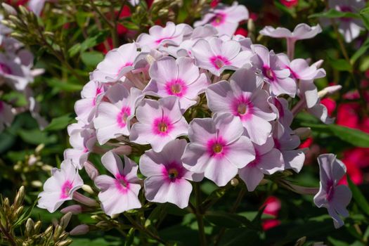 Garden Phlox (Phlox paniculata), flowers of summer