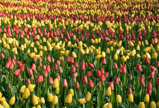 Tulip (Tulipa), close up of the flower of spring
