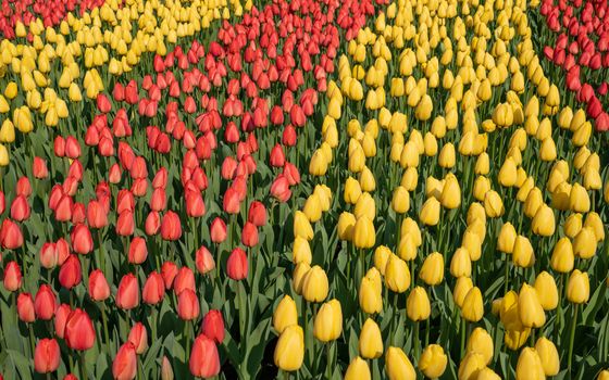 Tulip (Tulipa), close up of the flower of spring