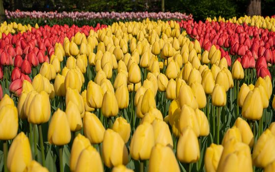 Tulip (Tulipa), close up of the flower of spring