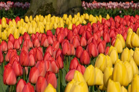 Tulip (Tulipa), close up of the flower of spring