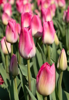 Tulip (Tulipa), close up of the flower of spring