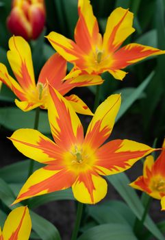 Tulip (Tulipa), close up of the flower of spring