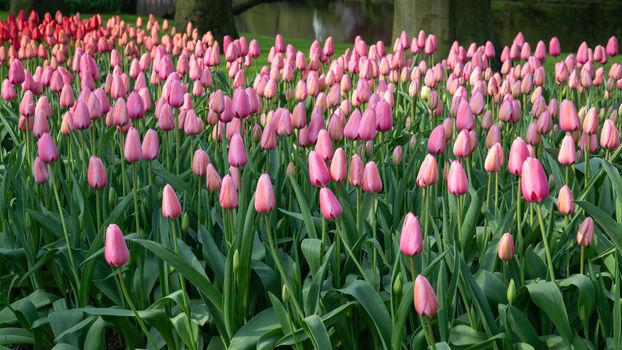 Tulip (Tulipa), close up of the flower of spring