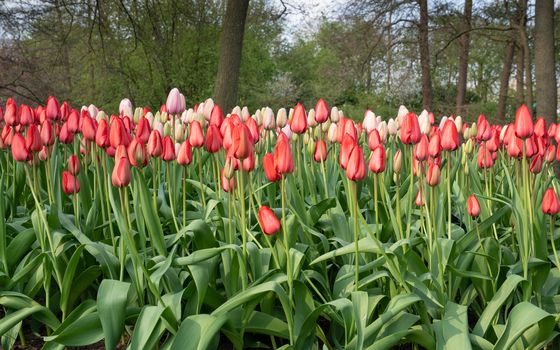 Tulip (Tulipa), close up of the flower of spring