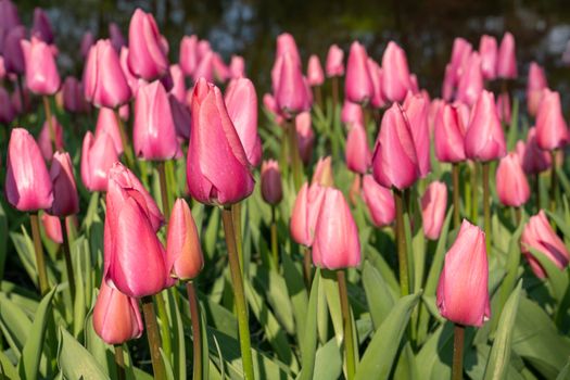 Tulip (Tulipa), close up of the flower of spring