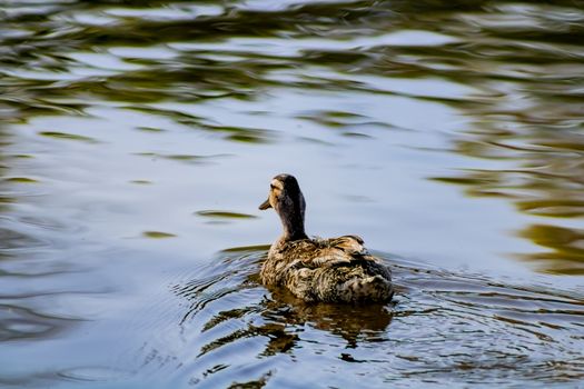 Ducks in freedom in the natural landscape of Nules