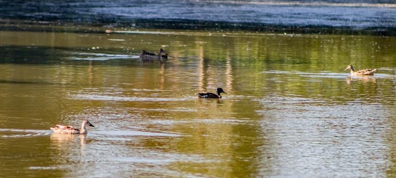 Ducks in freedom in the natural landscape of Nules