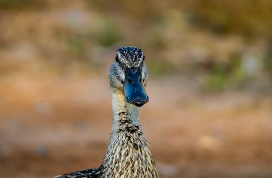 Ducks in freedom in the natural landscape of Nules