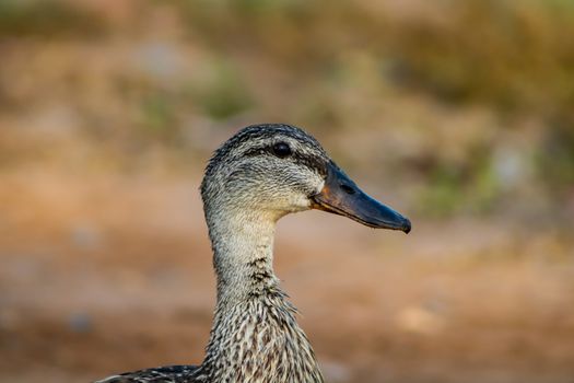 Ducks in freedom in the natural landscape of Nules