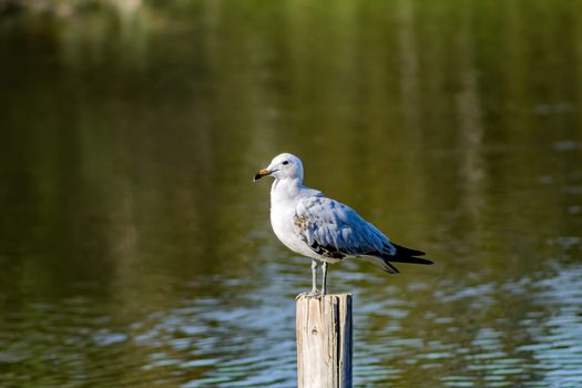 Bird perched on a pole in the natural landscape of Nules