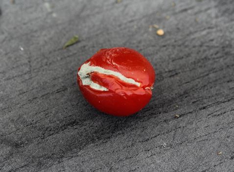 close up of Rotten cherry tomato on black cutting board background