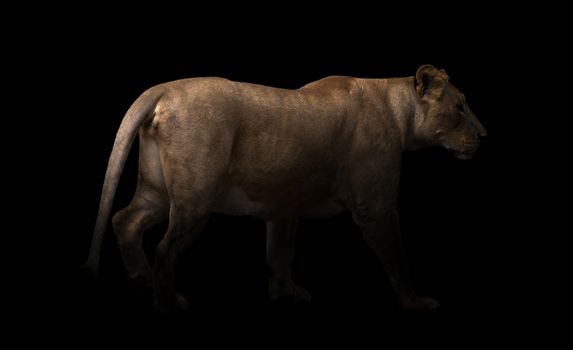 female lion (panthera leo) walking in dark background