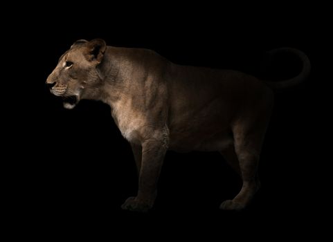 female lion (panthera leo) walking in dark background