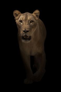 female lion (panthera leo) walking in dark background