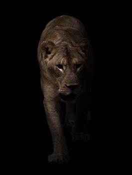 female lion (panthera leo) walking in dark background