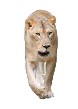 female lion (panthera leo) walking isolated on white background