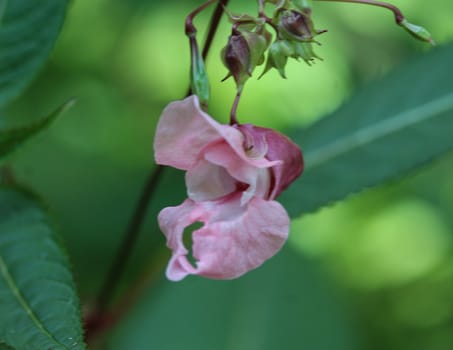 close up of Impatiens glandulifera flower, common names Policeman's Helmet, Bobby Tops, Copper Tops, Gnome's Hatstand and Himalayan Balsam
