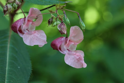 close up of Impatiens glandulifera flower, common names Policeman's Helmet, Bobby Tops, Copper Tops, Gnome's Hatstand and Himalayan Balsam