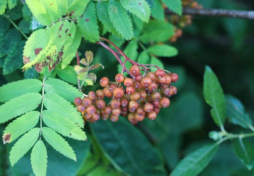 close up of wild berries hanging on a tree from Sorbus aucuparia, commonly called rowan and mountain ash