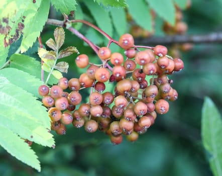 close up of wild berries hanging on a tree from Sorbus aucuparia, commonly called rowan and mountain ash