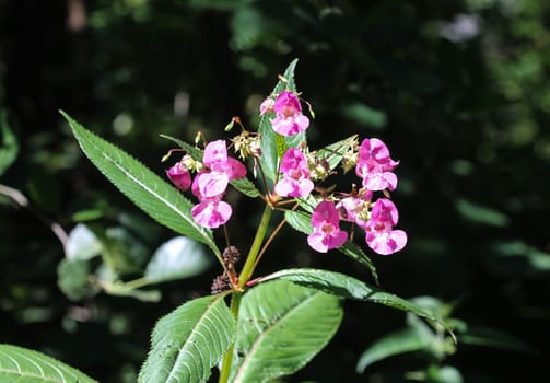 close up of Impatiens glandulifera flower, common names Policeman's Helmet, Bobby Tops, Copper Tops, Gnome's Hatstand and Himalayan Balsam