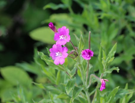 close up of Epilobium hirsutum, commonly known as the great willowherb, great hairy willowherb or hairy willowherb, blooming in forest