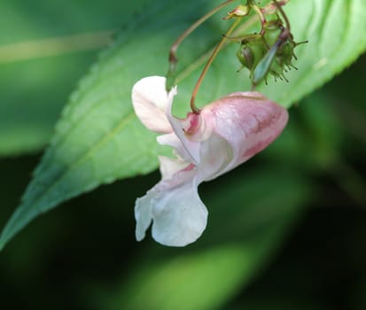 close up of Impatiens glandulifera flower, common names Policeman's Helmet, Bobby Tops, Copper Tops, Gnome's Hatstand and Himalayan Balsam