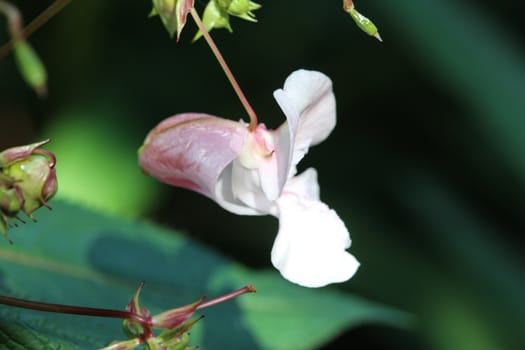 close up of Impatiens glandulifera flower, common names Policeman's Helmet, Bobby Tops, Copper Tops, Gnome's Hatstand and Himalayan Balsam