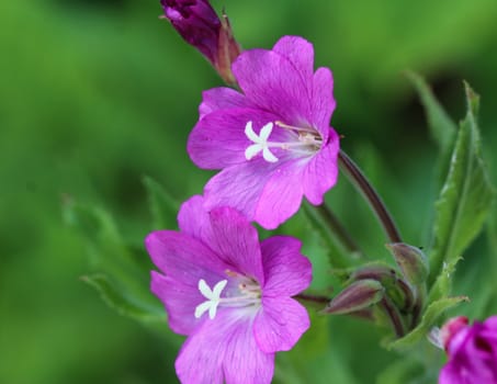 close up of Epilobium hirsutum, commonly known as the great willowherb, great hairy willowherb or hairy willowherb, blooming in forest