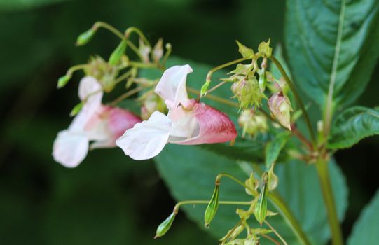 close up of Impatiens glandulifera flower, common names Policeman's Helmet, Bobby Tops, Copper Tops, Gnome's Hatstand and Himalayan Balsam