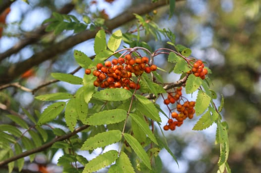 close up of wild berries hanging on a tree from Sorbus aucuparia, commonly called rowan and mountain ash