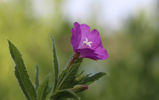 close up of Epilobium hirsutum, commonly known as the great willowherb, great hairy willowherb or hairy willowherb, blooming in forest
