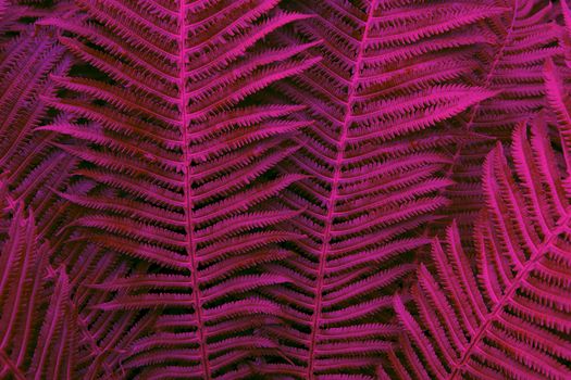 Floral background. Glowing fern in neon trendy colors Proton Purple and Plastic Pink. For lifestyle blog, social media. Horizontal. Dark mood style.