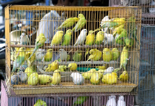Yellow parakeets in a cage selling for religious purpose