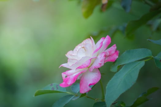 Roses in the garden, Roses are beautiful with a beautiful sunny day.