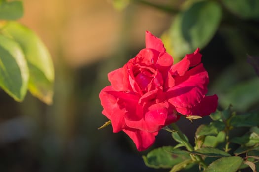 Roses in the garden, Roses are beautiful with a beautiful sunny day.