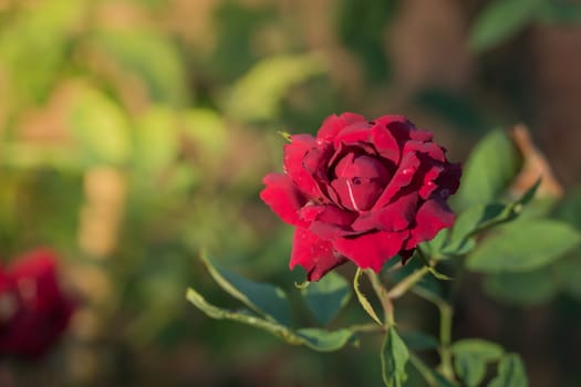 Roses in the garden, Roses are beautiful with a beautiful sunny day.