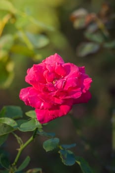 Roses in the garden, Roses are beautiful with a beautiful sunny day.